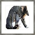 White Pawed Tabby Cat Playing With Winged Insect Framed Print