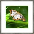 White Peacock Butterfly 5252 Framed Print