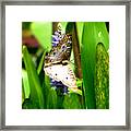 White Peacock Butterfly Painting Framed Print