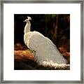 White Peacock In Golden Hour Framed Print