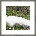 White Peacock Framed Print