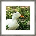 White Pekin Duck Framed Print