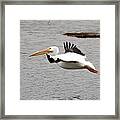 White Pelican In Flight Framed Print