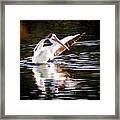 White Pelican Framed Print