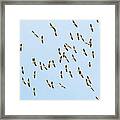 White Pelican Migration Framed Print