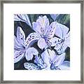 White Peruvian Lily Framed Print