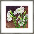White Petunias Framed Print