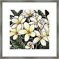 White Plumeria Flowers Framed Print