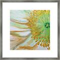 White Poppy Framed Print