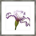 White Purple Iris Framed Print