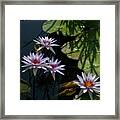 White, Red And Yellow Lotus Waterlilies Framed Print