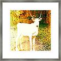 White Reindeer In Autumn Colours Framed Print