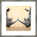 White Rhinoceros  Head To Head Framed Print