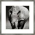 White Rhinoceros  In Due-tone Framed Print