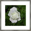 White Rose Bamberg Framed Print