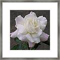 White Rose In Rain - 3 Framed Print