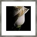 White Rose Low Key Minimal Botanical / Nature / Floral Photograph Framed Print