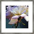 White Rose Of Eden Framed Print