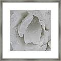 White Rose Framed Print