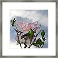 White Roses Framed Print