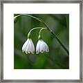 White Spring Framed Print