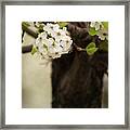 White Spring Blossoms Ii Framed Print