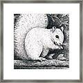 White Squirrel Framed Print
