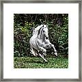 White Stallion Framed Print