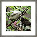 White Starling Being Fed Framed Print