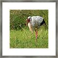 White Stork  Feeding Framed Print