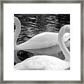 White Swans Framed Print