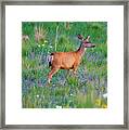 White-tail Deer In Grasses Framed Print