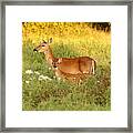 White-tail Doe And Fawn In Meadow Framed Print
