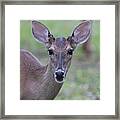 White Tail Young Buck Closeup Framed Print