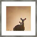 White-tailed Deer 2016 Framed Print