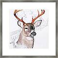 White-tailed Deer Framed Print