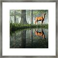White Tailed Deer Reflected Framed Print