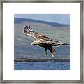 White-tailed Eagle Over Loch Framed Print