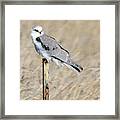 White-tailed Kite Framed Print