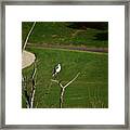 White Tailed Kite Framed Print