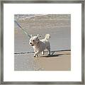 White Terrier Framed Print