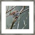 White Throated A Sparrow Framed Print