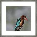 White-throated Kingfisher 09 Framed Print