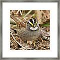 White-throated Sparrow 3454 Framed Print