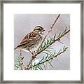 White Throated Sparrow Framed Print
