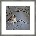 White-throated Sparrow Framed Print