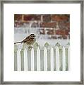 White Throated Sparrow On The Fence Framed Print