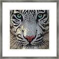 White Tiger Framed Print