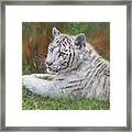 White Tiger Cub 2 Framed Print