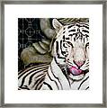 White Tiger Framed Print